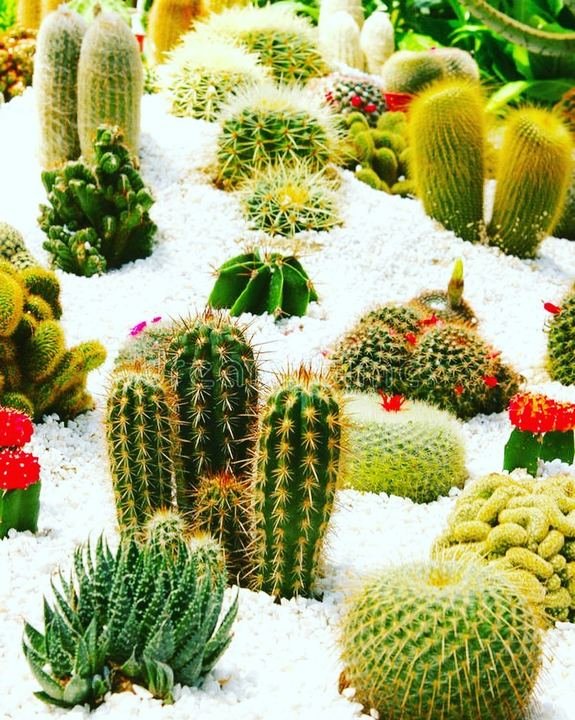 Aménagement paysager avec plantes succulentes
